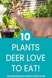 We did not find results for: 10 Plants Deer Love To Eat Queen Bee Of Honey Dos