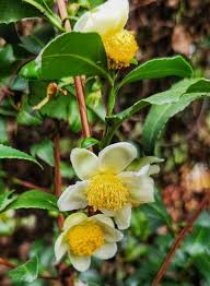Image result for Camellia sinensis