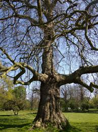 London planetree, london plane, hybrid plane. London Plane Woodlands Co Uk
