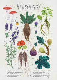 Harry potter flowers and plants. Magical Plants From Harry Potter Print Is 250gsm Matte A4 Size 21 X 29 7 Cm Or 8 3 X 11 7 Inches Onlin Harry Potter Poster Art Collage Wall Poster Art