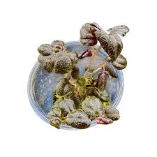 Image result for Peponium sp. A