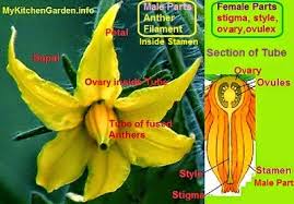 It has three main parts called, stigma, style and ovary. How To Pollinate Tomatoes Hand Pollination Of Tomato Flowers