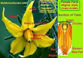 The main flower parts are the male part called the stamen and the female part called the pistil. How To Pollinate Tomatoes Hand Pollination Of Tomato Flowers