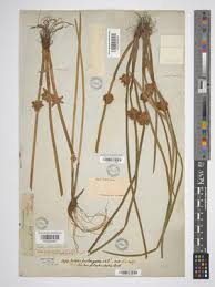 Image result for Schoenoplectiella articulata