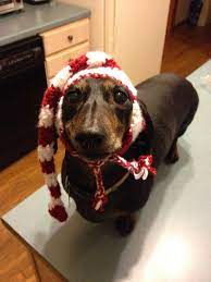 That S The Long Short Of It Holiday Elf Hat For Dogs Free Crochet Pattern Crochet Dog Clothes Dog Crochet Pattern Crochet Dog Hat