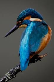 Bird Flying Into Window Meaning Birds Kitchen Towels Birds Running Into Windows Birds 1963 Trailer Birds Of Para Birds In 2020 Pet Birds Birds Kingfisher