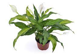 Maybe you would like to learn more about one of these? Brauchen Peace Lilies Dunger Wann Man Peace Lily Pflanzen Futtern Kann Haenselblatt Com