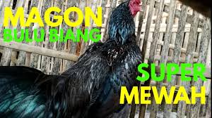 Ayam jago merah betina klawu anak emas. Ayam Magon Bulu Biang Bulbi Rasa Mewah Punya Teman By Kandang Sumanto