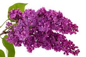 Lilac Definition And Meaning Collins English Dictionary