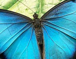 These colors are not a result of pigmentation, but are an example of iridescence through structural coloration. Blue Morpho Butterfly Coloring Page Rainforest Alliance
