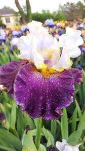 The garden is covered with snow. Iris4u Iris Garden Cosmic Adventure 11a93 Life Song Sings X One Of A Kind Facebook