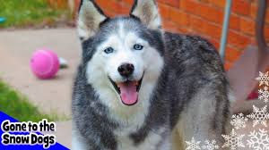Somebody that i used to know gotye parody some owner that i used to know. Shiloh The Husky Our First Siberian Husky The Story Of Shiloh The Husky Youtube