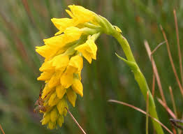 Image result for Schizochilus