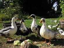 List Of Duck Breeds Wikipedia