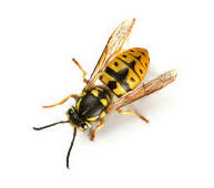 We serve the chicago suburbs including: Proactive Pest Management Pest Control In Illinois