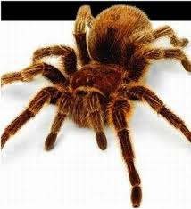 Animal articulado, de oito patas e sem asas, da ordem dos arácnidos. Aranha Foto De Aranha Animais Imagens De Aranha