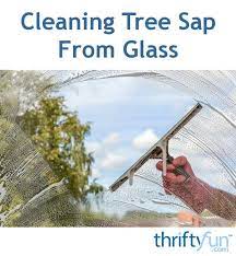 Cleaning Tree Sap From Glass Tree Sap Sap Remove Tree Sap
