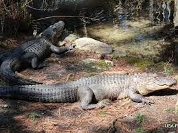 Alligators first appeared during the oligocene epoch about 37 million years ago. Alligatoren In Florida Wie Gefahrlich Und Wo Kann Man Sie Sehen Usa Reisetipps