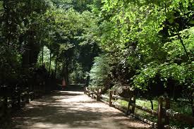 The nature center and picnic area are have separate park entrance on highway 9 in felton, about 3 miles from the campground. Henry Cowell Redwoods State Park