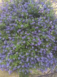 California Lilac Ceanothus Looks Like A Ceanothus Of Which There Are Numerous Species And Cultivars Mos Fast Growing Shrubs California Lilac Growing Shrubs