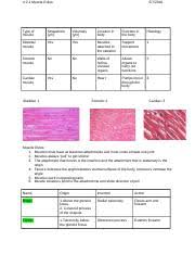 4 2 1 Muscle Rules Docx 4 2 1 Muscle Rules Type Of Muscle