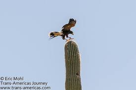 They were formerly placed in the genus spizaetus but studies pointed to the group being paraphyletic resulting in the old world members being placed in nisaetus (hodgson, 1836) and. Saguaro National Park Arizona Travel Trans Americas Journey