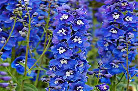 Under the correct conditions, this plant can easily grow between two and four feet tall, and they form clusters of flowers on top of a thin stalk. 9 Patriotic Red White And Blue Flowers Birds And Blooms