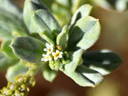 Image result for Euploca ovalifolia