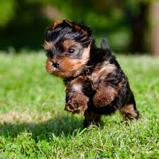 Beautify your phone screen and your life with this collection of are you ready to get cool free cute dog backgrounds in hd? Yorkshire Terrier Puppies For Sale Breeders In Chicago Il