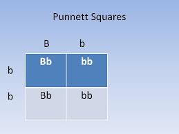 It is important that you understand the steps in the extraction procedure and why each step was necessary. Punnett Squares Genetic Crosses Making Genetic Predictions Mendel
