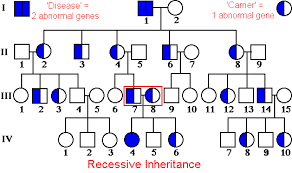 Cerebellar Ataxia Information Genetika