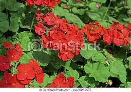 We did not find results for: Plumbago Auriculata Images And Stock Photos 192 Plumbago Auriculata Photography And Royalty Free Pictures Available To Download From Thousands Of Stock Photo Providers