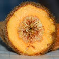 Image result for Ficus saussureana