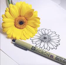 You do not require any skills to draw beautiful flowers and botanical line drawing prints. Botanical Line Drawing Peggy Dean Skillshare