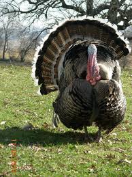 Big Birds That Look Like Turkeys Narragansett Turkey Beautiful Birds Animal Games Narragansett Turkey