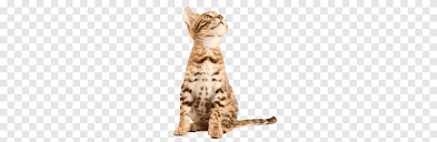 Title should be *camera staring at cat*. Staring Png Images Pngegg