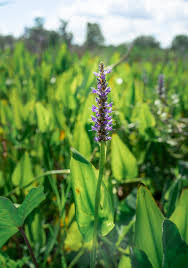 Image result for Aeschynomene cristata