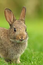 Cute Little Brown Bunnie Tierbilder Tiere Haustiere