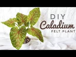 Bunga Keladi Dari Kain Flanel Felt Caladium Flower Caladium Red Star Youtube Di 2021 Kain Flanel Bunga Tanaman