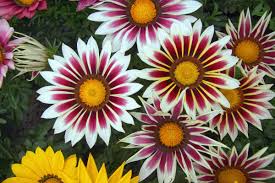 Image result for foto Gazánie