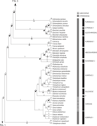 Image result for Alinula paradoxa
