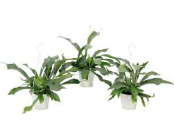 Image result for parožnatka Platycerium