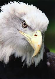 Pin On Postcards For Gerson