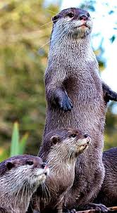 Para Los Pequenos In 2020 Otters Cute Cute Baby Animals Cute Animals