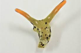 Image result for Isoglossa membranacea