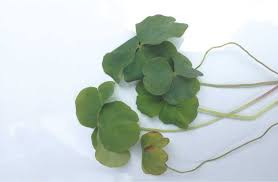 Image result for Oxalis corniculata