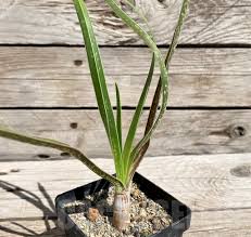 Image result for Aloe cooperi