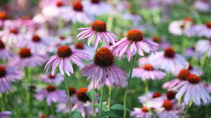 Featuring same day flower delivery to canada. 10 Of The Best Perennials To Plant In Canada Chatelaine