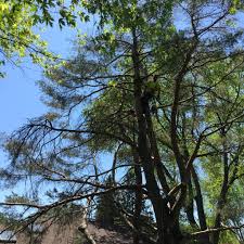 Get quotes and book instantly. The 10 Best Tree Trimming Services In Wauwatosa Wi 2021
