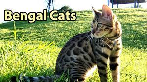 Ideal Companion Bengal Cat Photography Bengal Cat Wild Cat Breeds